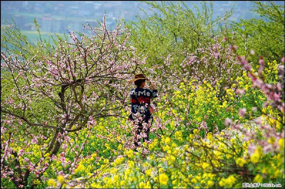 【春天，广西桂林灌阳县向您发出邀请！】望月岭上桃花开 - 游山玩水 - 汕尾生活社区 - 汕尾28生活网 sw.28life.com