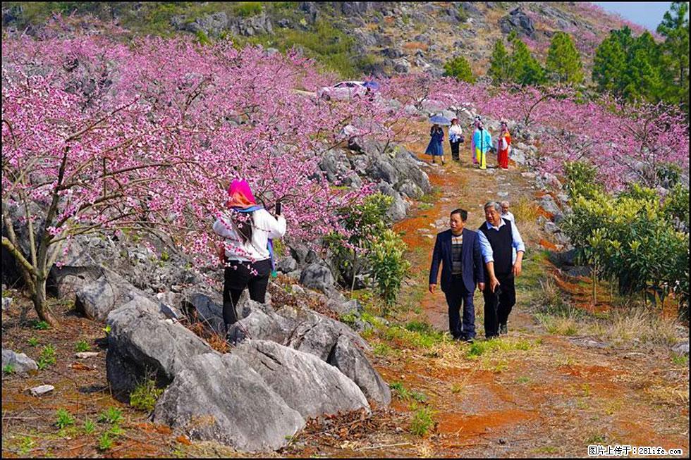 【春天，广西桂林灌阳县向您发出邀请！】望月岭上桃花开 - 游山玩水 - 汕尾生活社区 - 汕尾28生活网 sw.28life.com
