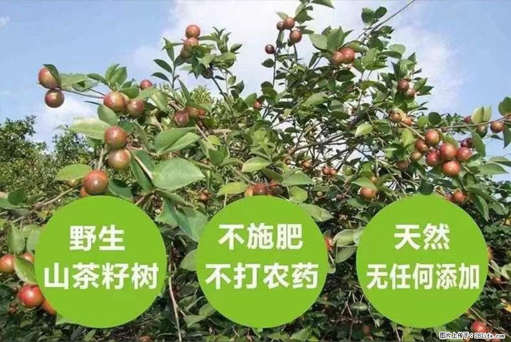 【灌阳县油茶产业示范区】一个有着充实的精神生活的人，对待身外之物自会有一种淡泊的态度 - 土特产 - 饮食特产 - 汕尾分类信息 - 汕尾28生活网 sw.28life.com