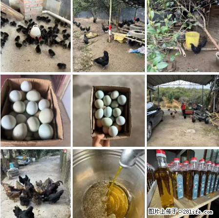 油茶园从小鸡仔开始养起的纯土鸡、土鸡蛋可以预定啦!还有前几天刚榨的纯山茶油哦 - 土特产 - 饮食特产 - 汕尾分类信息 - 汕尾28生活网 sw.28life.com