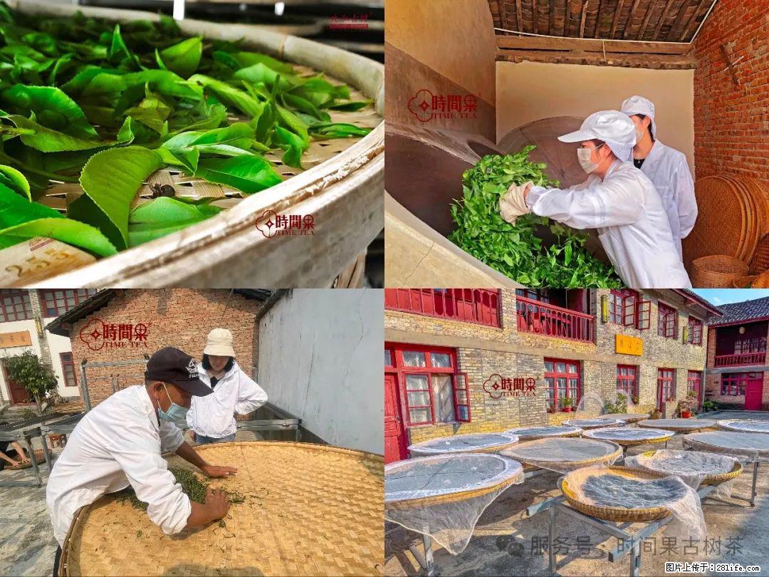 时间果百年古树龙珠普洱生茶 - 购物交流 - 汕尾生活社区 - 汕尾28生活网 sw.28life.com