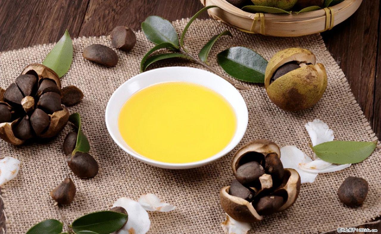 揭秘茶油的5大核心营养成分！被称为人体健康的“守护盾”！ - 汕尾生活资讯 - 汕尾28生活网 sw.28life.com