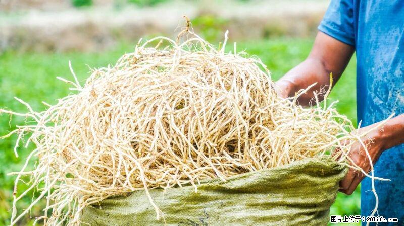 堪称“最难吃”的蔬菜，却是 “抗辐射神器”，还能护肺、清热、止咳化痰！ - 汕尾生活资讯 - 汕尾28生活网 sw.28life.com