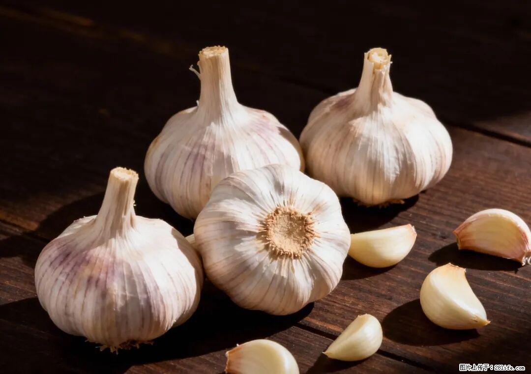 关于大蒜,除了“天然抗生素”,这4个谣言更该警惕! - 汕尾生活资讯 - 汕尾28生活网 sw.28life.com