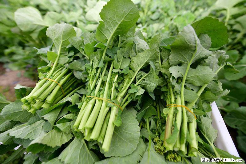 这些蔬菜是“天然钙片”，这6种被医生重点推荐 - 汕尾生活资讯 - 汕尾28生活网 sw.28life.com